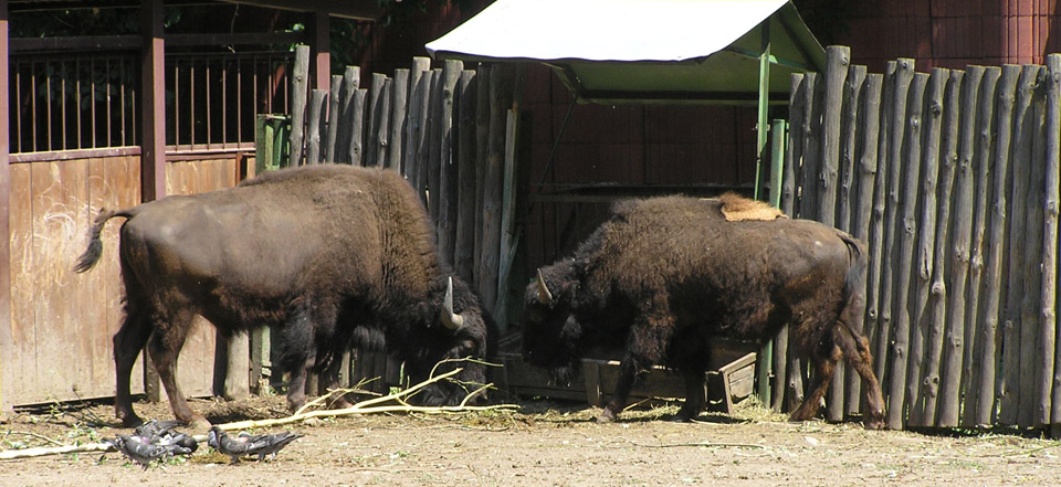 免费短信云呼轰炸机